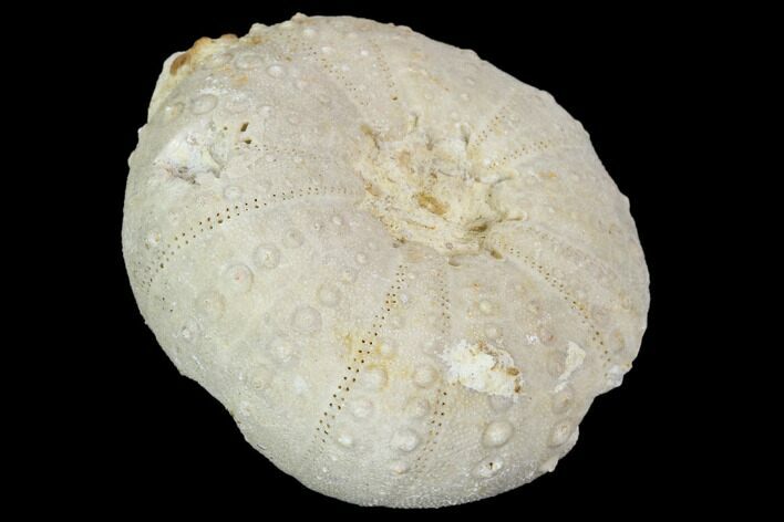 Fossil Sea Urchin (Heterodiadema) - Morocco #104480
